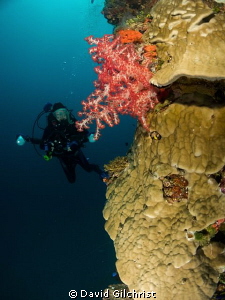 Diver/photographer swims along the port bow of the Fujika... by David Gilchrist 
